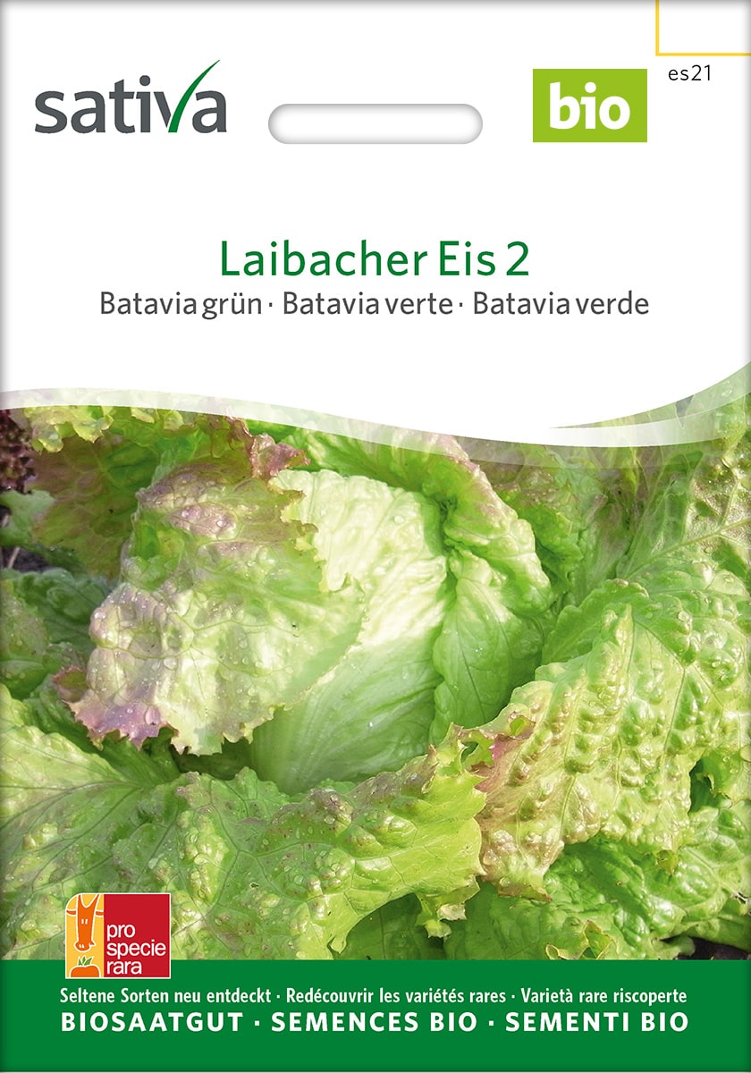 Bataviasalat 'Laibacher Eis 2' Saatgut