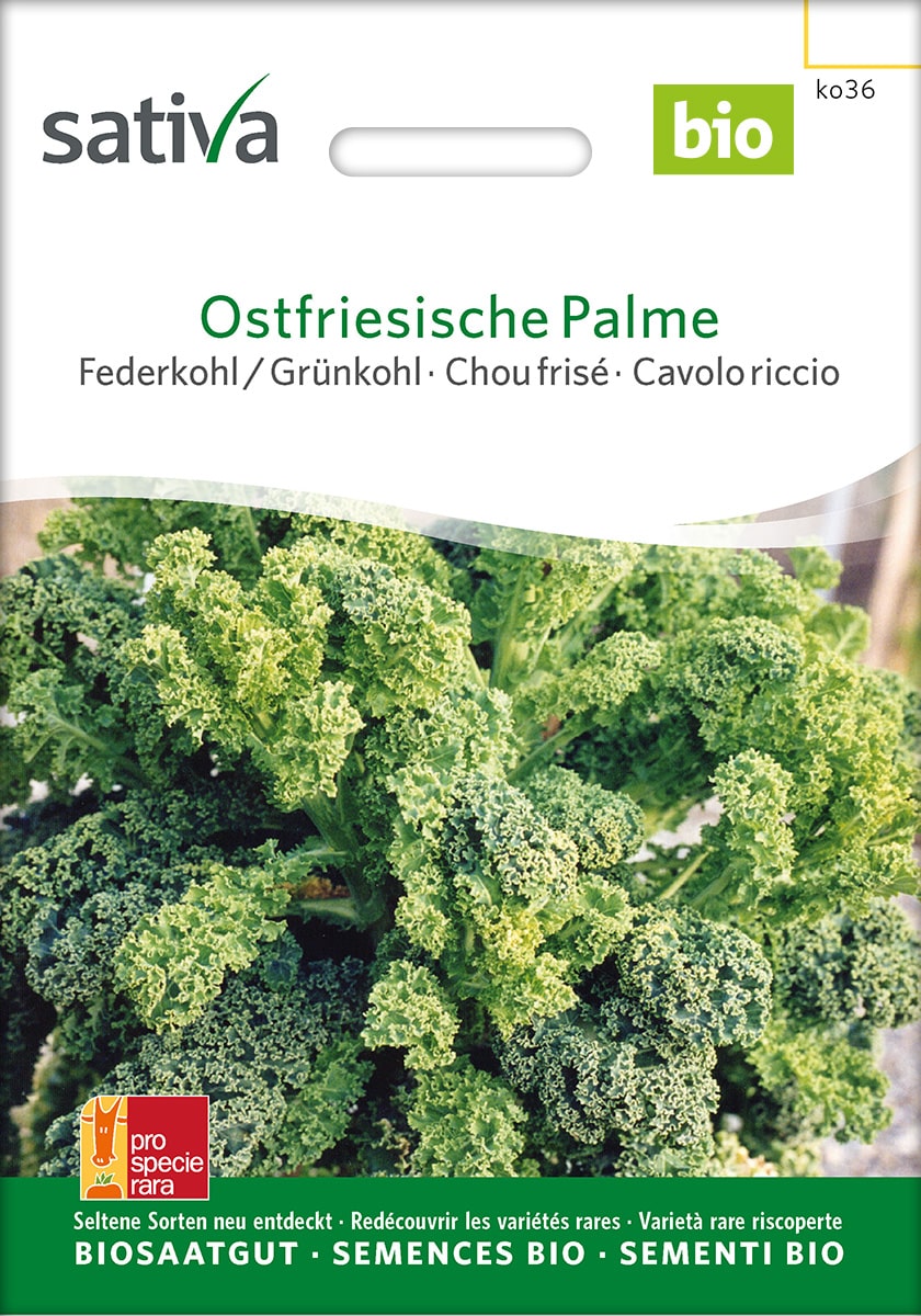 Federkohl 'Ostfriesische Palme' Saatgut