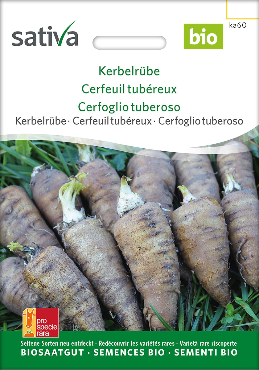Kerbelrübe Saatgut