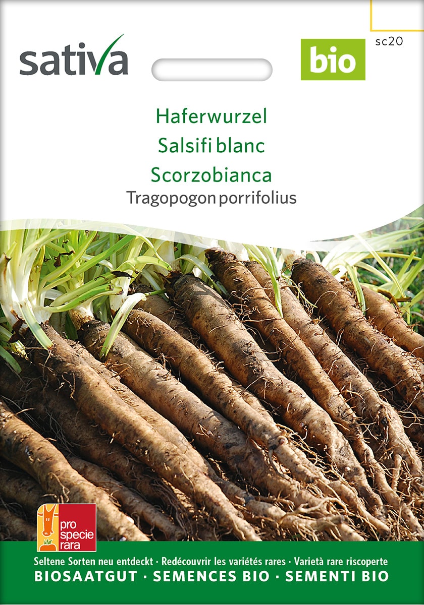 Haferwurzel Saatgut