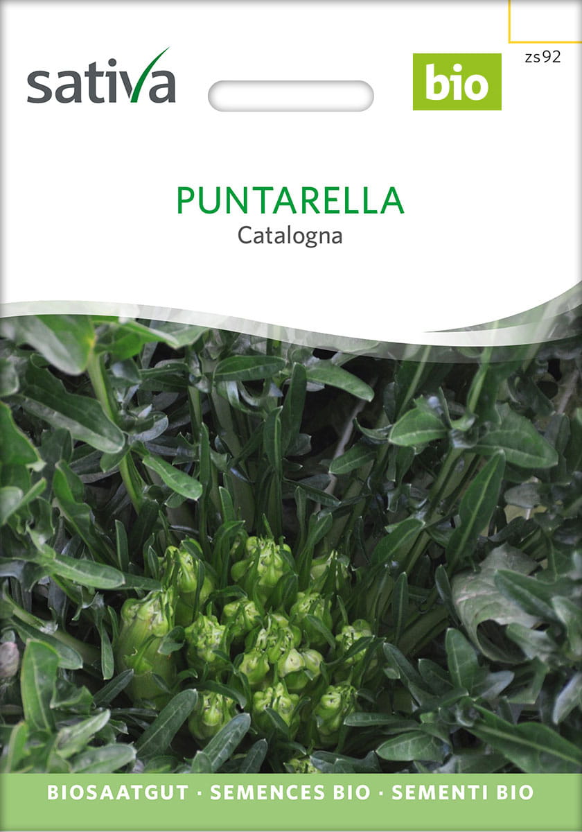 Puntarella Saatgut - Sativa