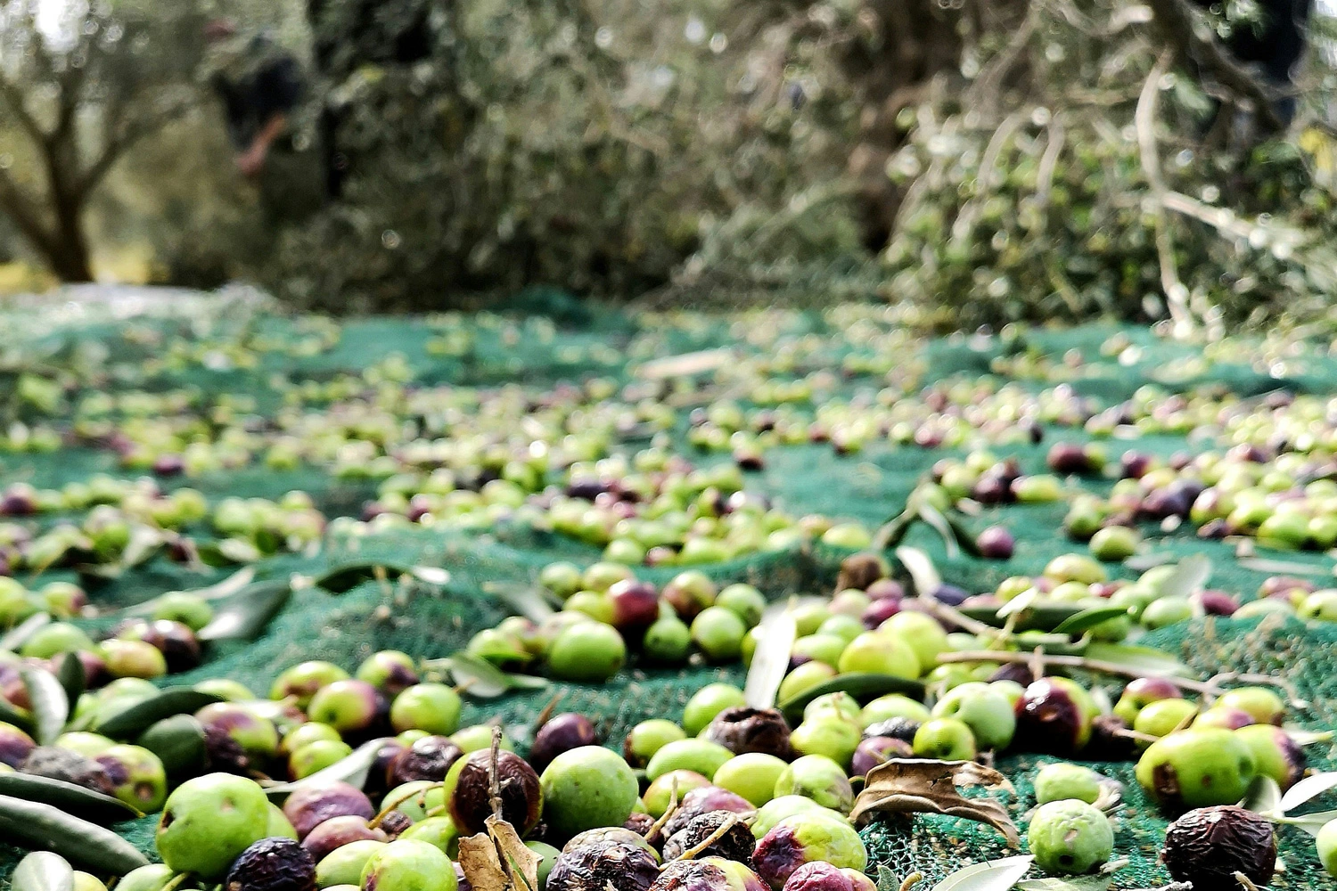 Olivenernte in Italien für Olivenöl der neuen Ernte