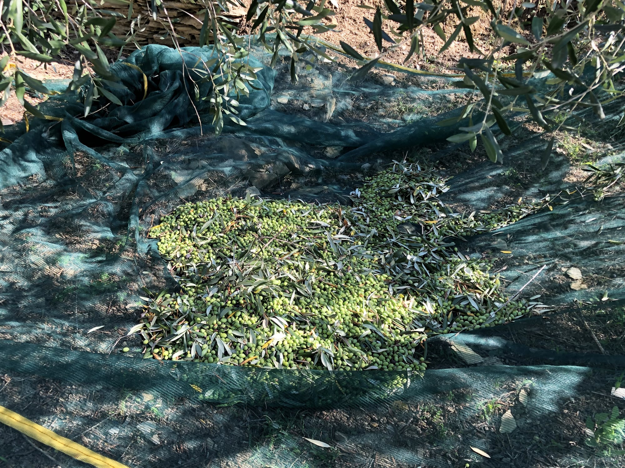 Olivenernte in Ligurien - Oliven auf Netz