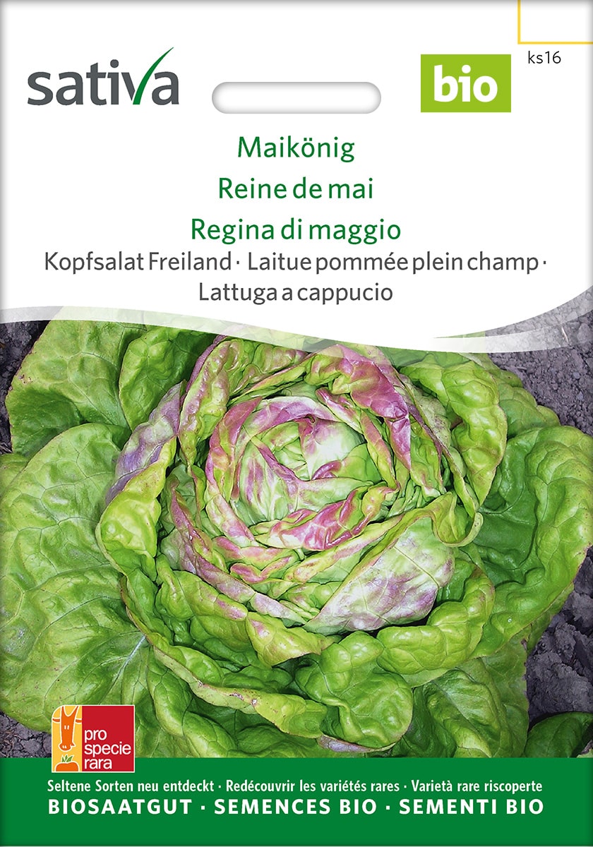 Kopfsalat 'Maikönig' Saatgut
