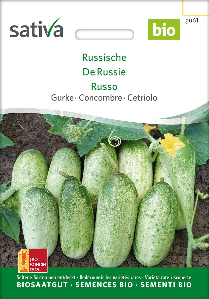 Gurke 'Russische' Saatgut