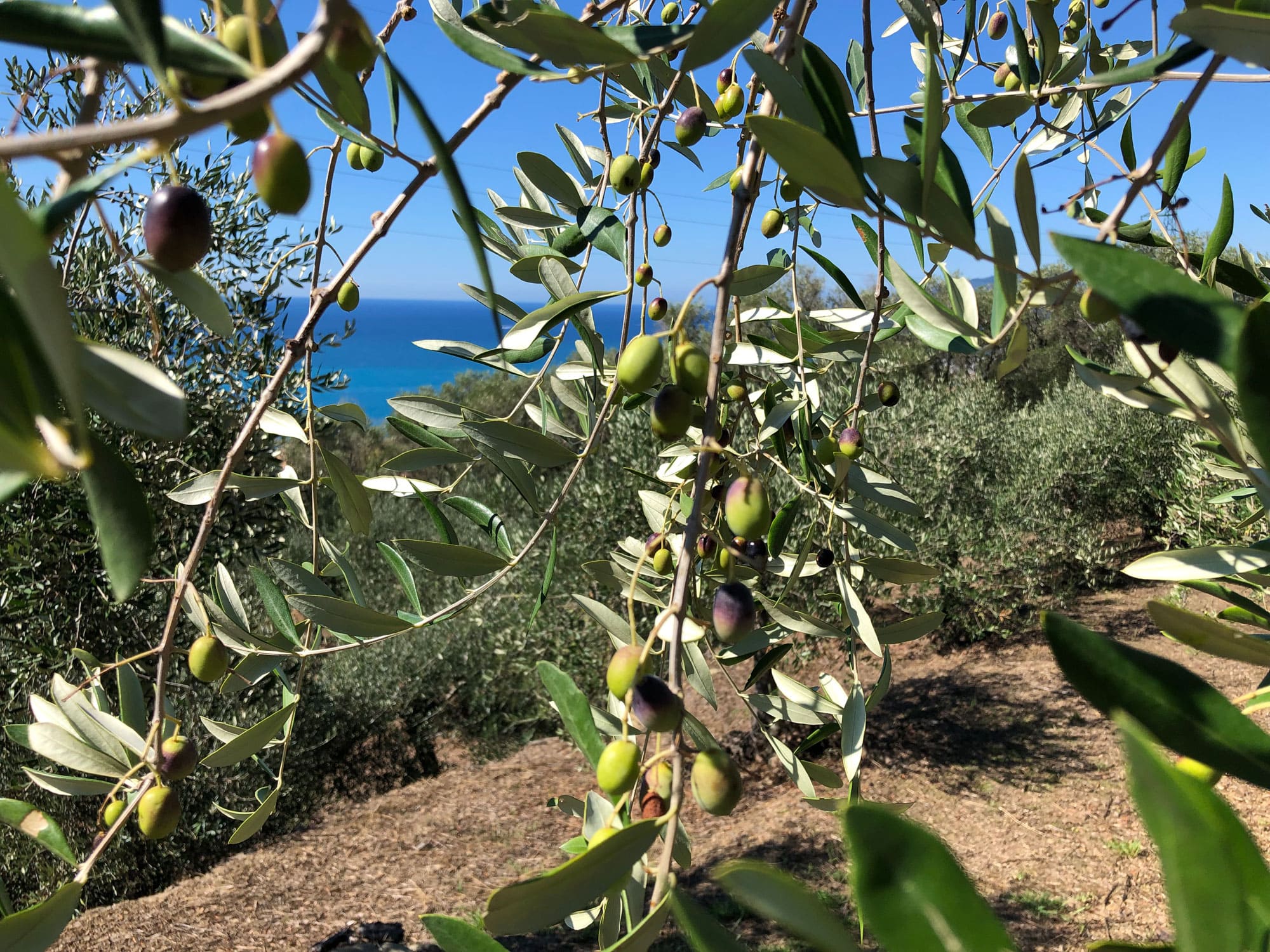 Olivenzweig in Ligurien vor Meer