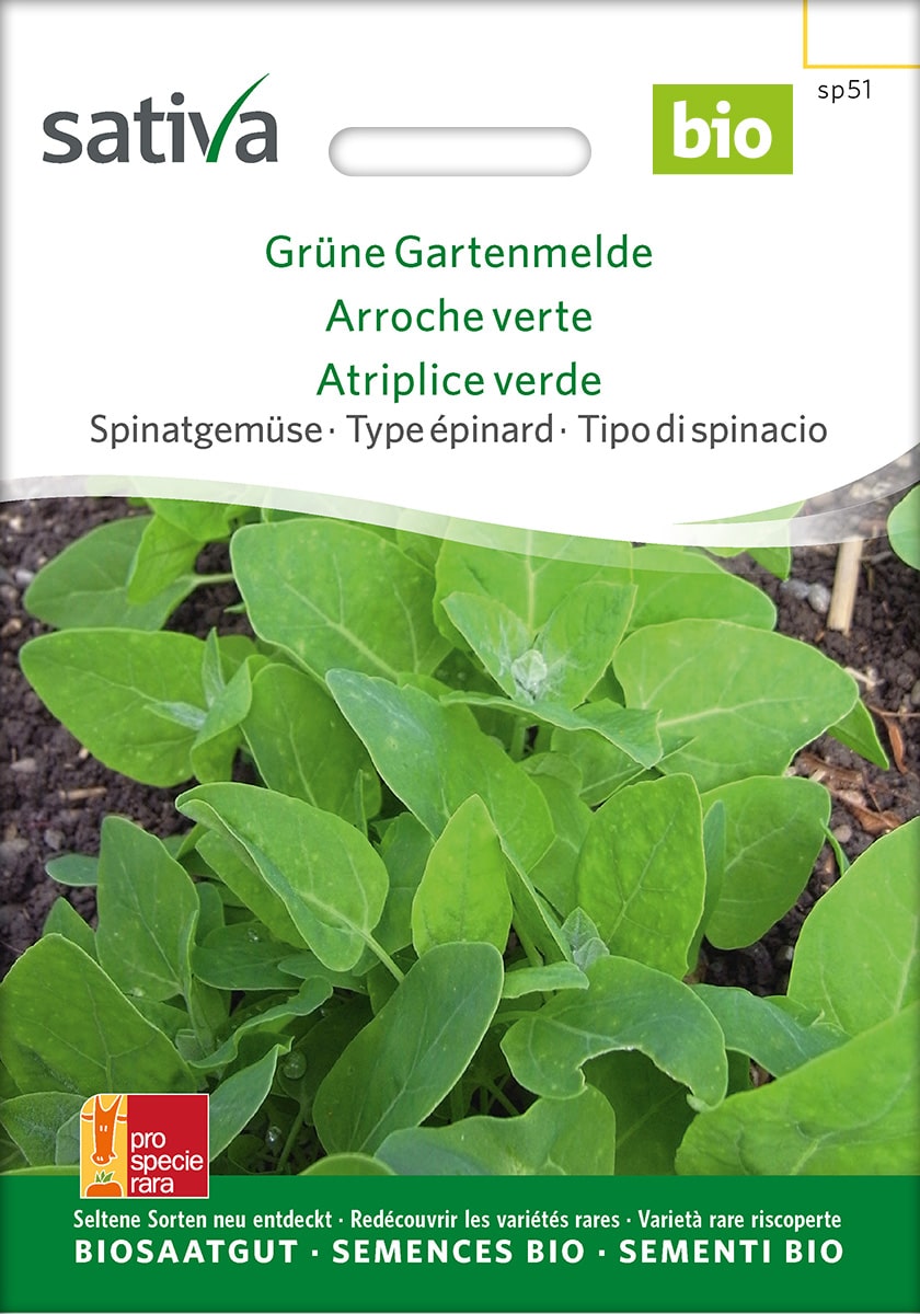 Grüne Gartenmelde  Saatgut
