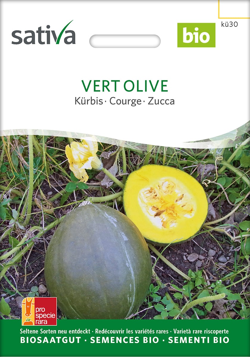 Kürbis 'Vert Olive' Saatgut Sativa