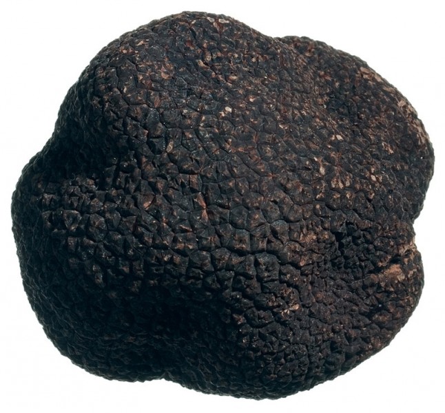 frischer Wintertrüffel (Tuber melanosporum) frischer Wintertrüffel (Tuber melanosporum)