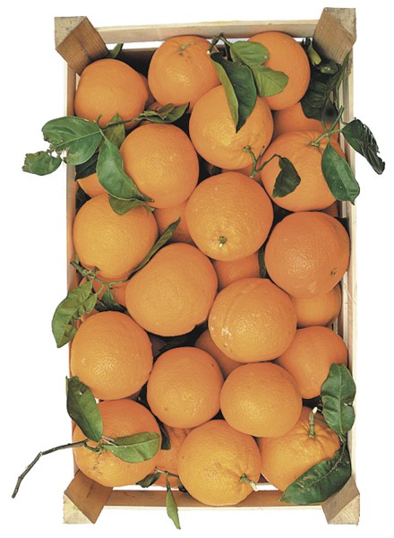 Frische Sizilianische Orangen