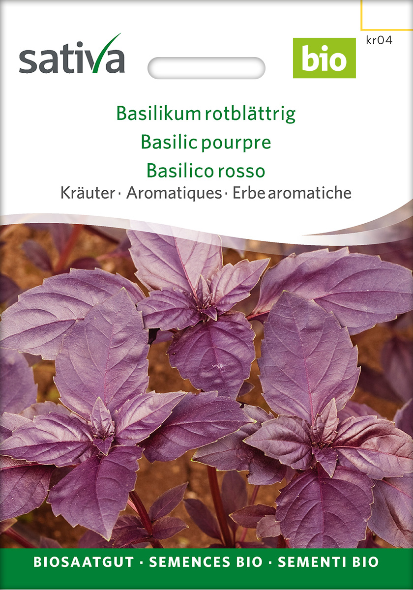 Basilikum rotblättriges Saatgut