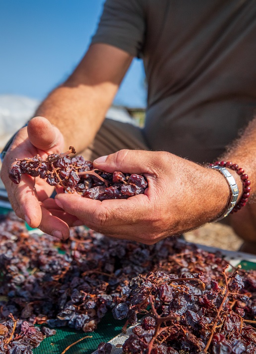 Selektion der Zibibbo Trauben auf Pantelleria