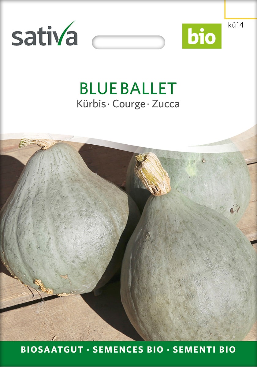 Kürbis (C. maxima) Blue Ballet Saatgut