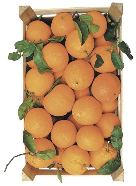 Frische sizilianische Orangen