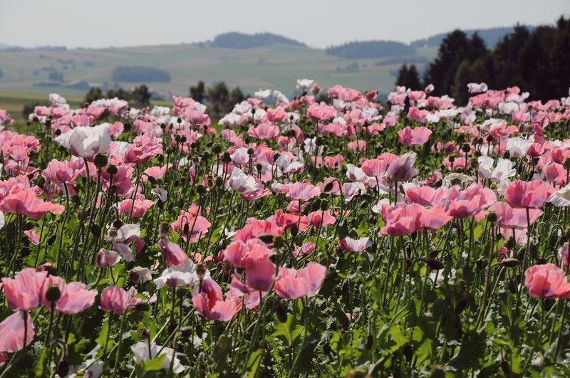Waldviertler Graumohn g.U. | Familie Gressl